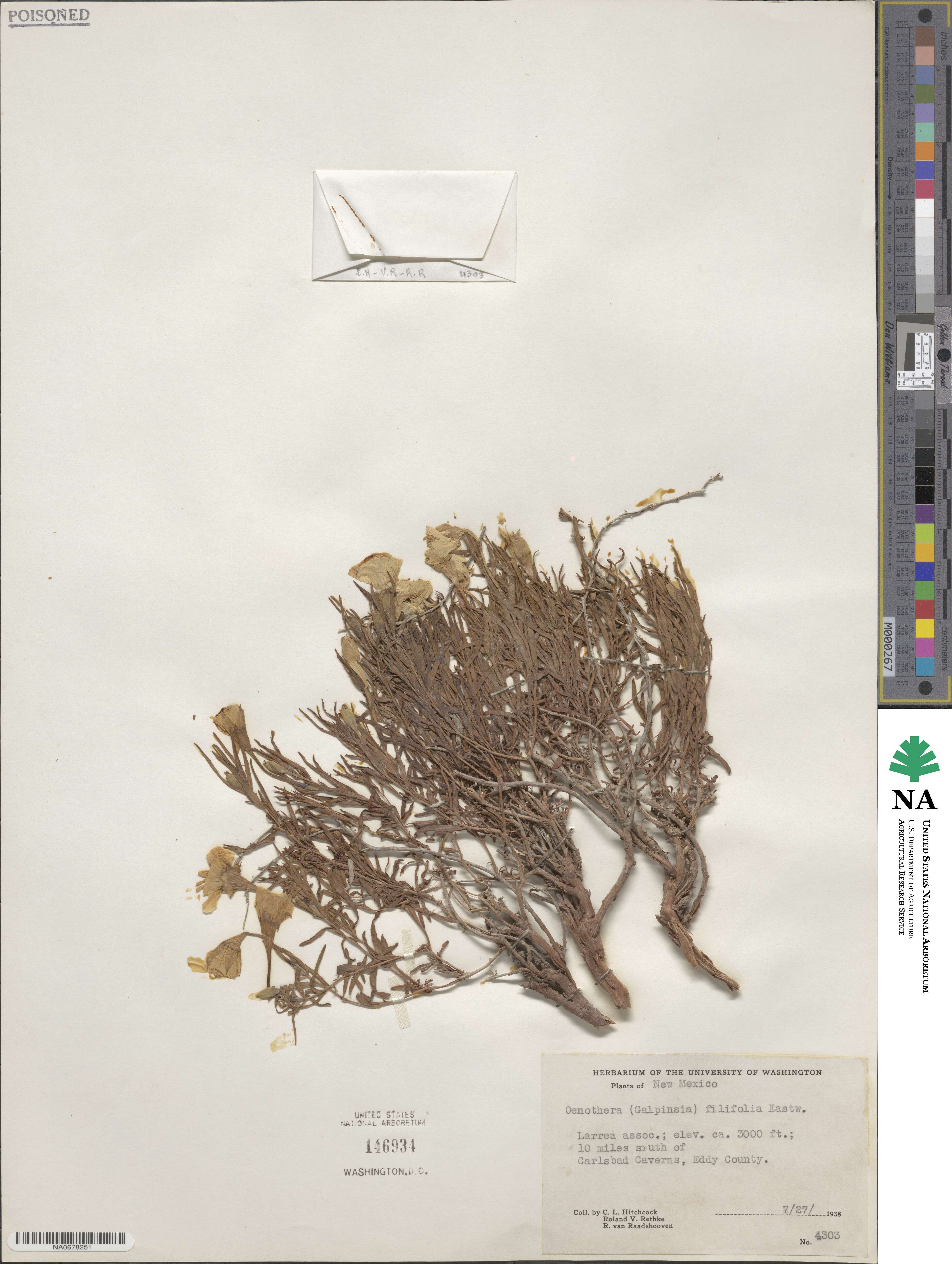 Oenothera hartwegii subsp. filifolia image