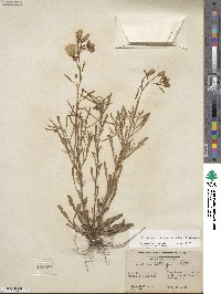 Oenothera fruticosa image