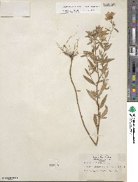 Oenothera fruticosa image