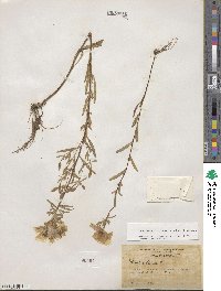 Oenothera fruticosa image