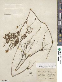 Oenothera fruticosa image