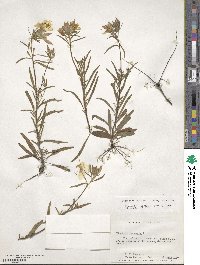 Oenothera fruticosa image