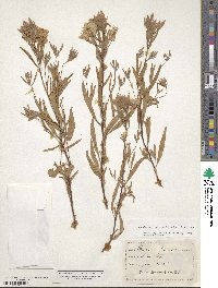 Oenothera fruticosa image