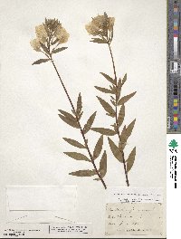 Oenothera fruticosa image