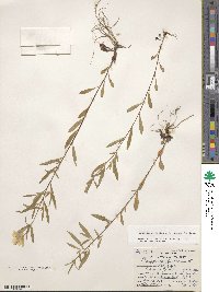 Oenothera fruticosa image