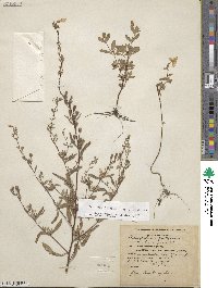 Oenothera fruticosa image