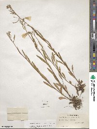 Oenothera fruticosa image