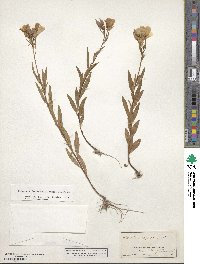 Oenothera fruticosa image