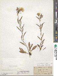 Oenothera fruticosa image