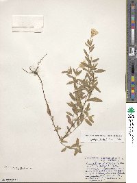 Oenothera fruticosa image