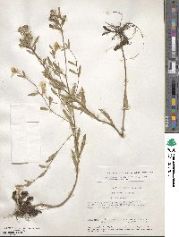 Oenothera fruticosa image