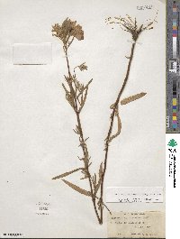 Oenothera fruticosa image