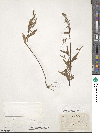 Oenothera fruticosa image