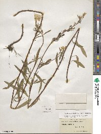 Oenothera fruticosa image