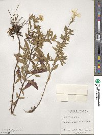 Oenothera fruticosa image