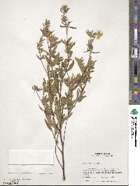 Oenothera fruticosa image