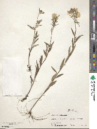 Oenothera fruticosa image