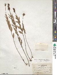 Oenothera fruticosa subsp. tetragona image