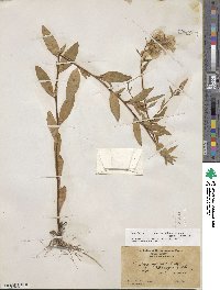 Oenothera fruticosa subsp. tetragona image