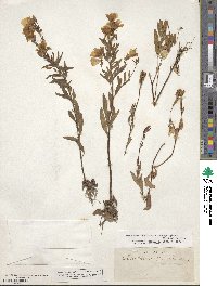 Oenothera fruticosa subsp. tetragona image