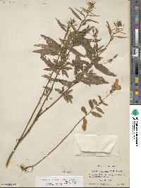 Oenothera fruticosa subsp. tetragona image