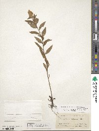 Oenothera fruticosa image