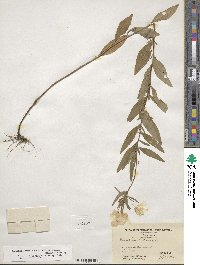 Oenothera fruticosa subsp. tetragona image