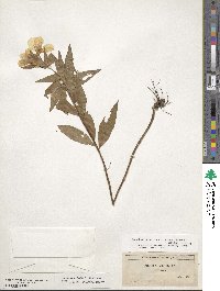 Oenothera fruticosa subsp. tetragona image