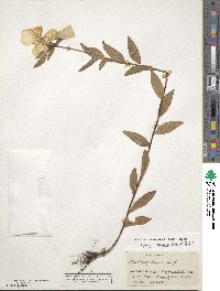 Oenothera fruticosa subsp. tetragona image