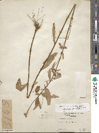 Oenothera fruticosa image