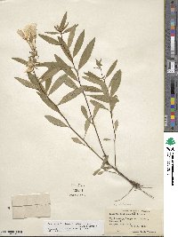 Oenothera fruticosa subsp. tetragona image