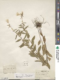 Oenothera fruticosa subsp. tetragona image