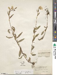 Oenothera fruticosa subsp. tetragona image