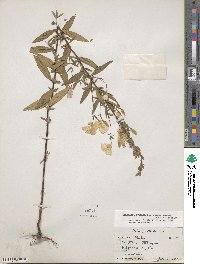 Oenothera fruticosa image