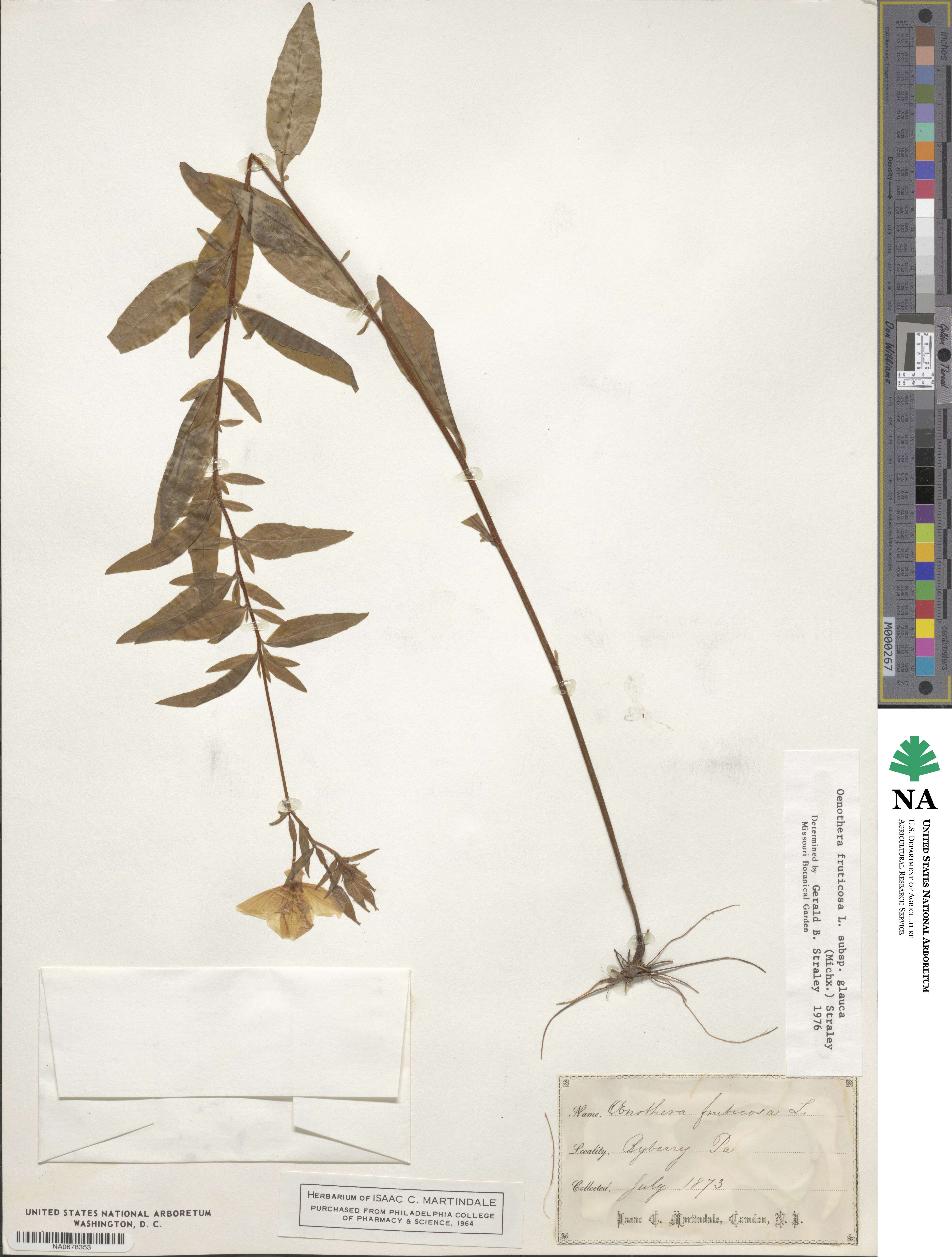 Oenothera fruticosa subsp. tetragona image