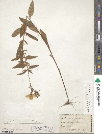 Oenothera fruticosa subsp. tetragona image