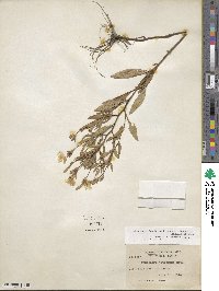 Oenothera fruticosa subsp. tetragona image