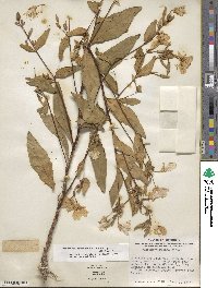 Oenothera fruticosa image