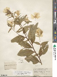 Oenothera fruticosa subsp. tetragona image