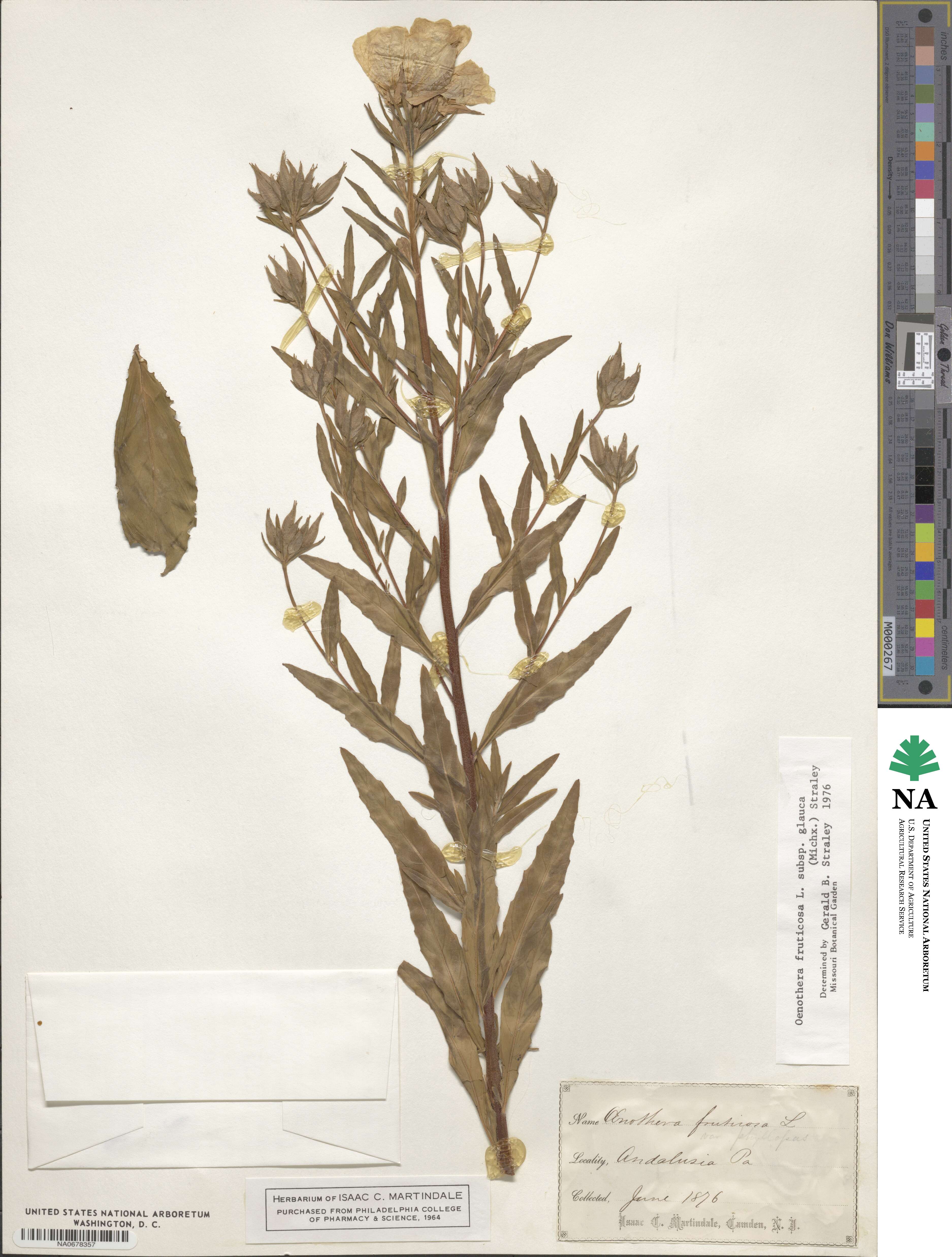 Oenothera fruticosa subsp. tetragona image