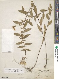 Oenothera fruticosa subsp. tetragona image