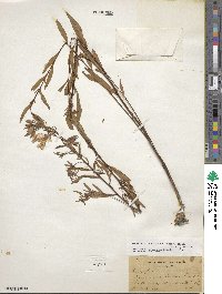 Oenothera fruticosa image