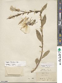 Oenothera glazioviana image