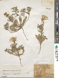 Oenothera laciniata image