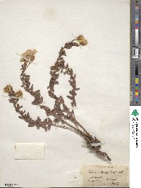 Oenothera hartwegii subsp. pubescens image