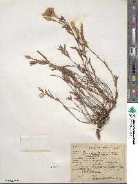 Oenothera hartwegii subsp. pubescens image