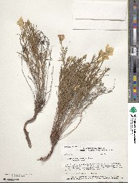 Oenothera hartwegii image