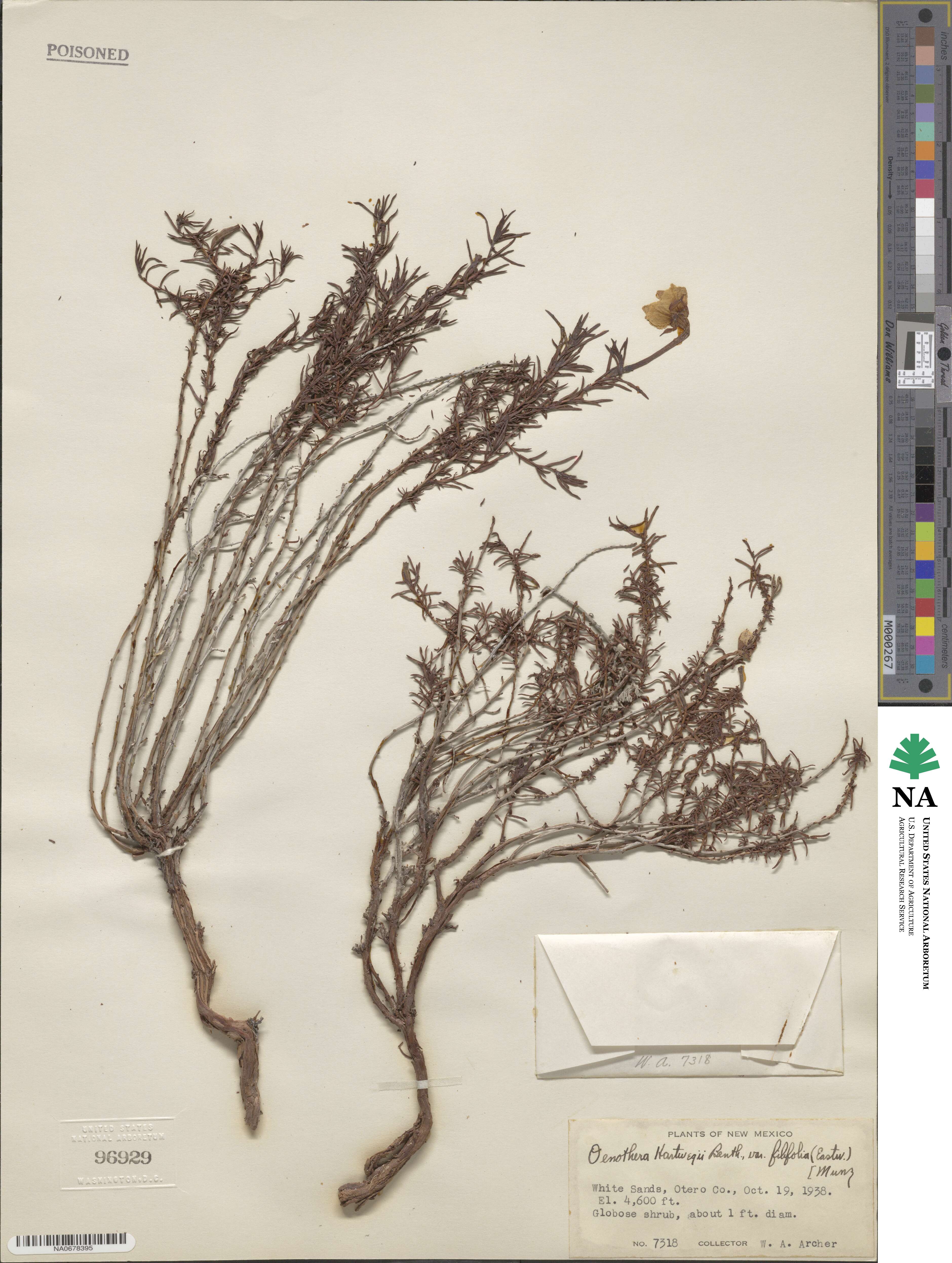 Oenothera hartwegii subsp. filifolia image
