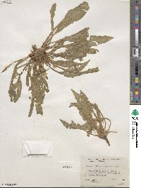 Taraxia subacaulis image