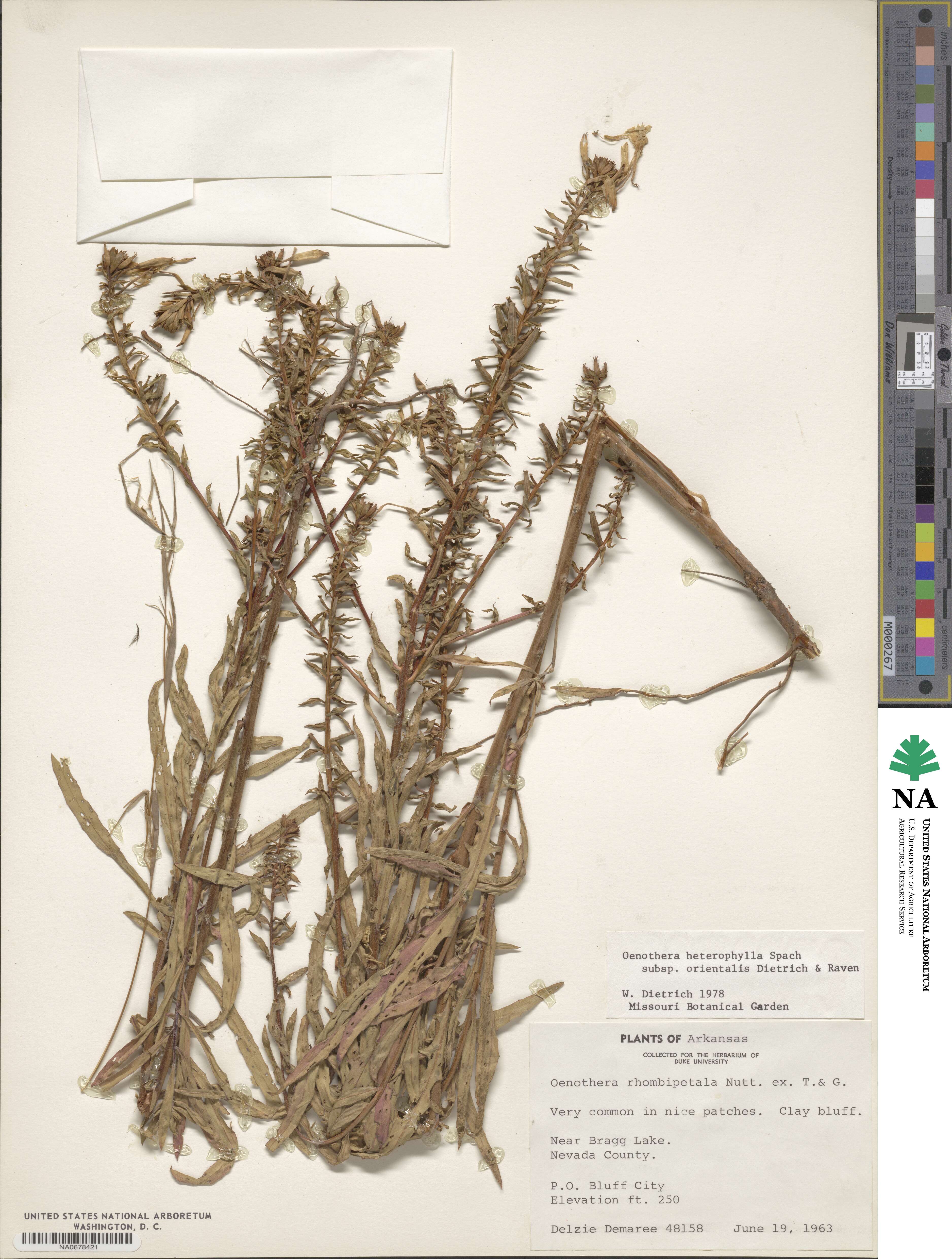 Oenothera heterophylla subsp. orientalis image